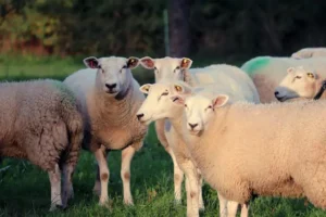 Crescătorii de ovine, între Pesta Micilor Rumegătoare și războiul din Orient (video)