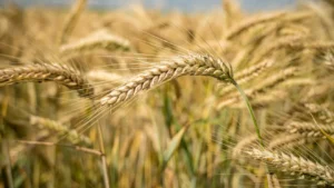 Prețurile la alimente ar putea să crească „dramatic” din cauza războiului din Iran. Închiderea Ormuz sufocă comerțul cu fertilizatori