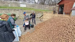 Tone de cartofi, împărțite gratis la primărie