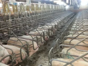 Asociația Producătorilor de Carne de Porc avertizează: fermele din România riscă închiderea din cauza prețurilor mici la carcase