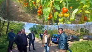 Atenție! ANF, controale fitosanitare la roșii și castraveți timpurii!