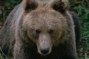 Apel către Nicușor Dan să aprobe cota de recoltare a urșilor. „Un bărbat de 65 de ani a fost găsit mort în pădure, mâncat parțial de urs”