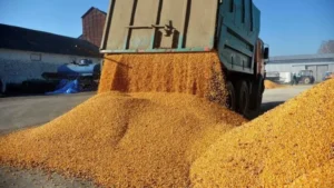 Cereale Colect Distribution (familia Mergeani) își crește afacerile la 878,3 mil. lei în 2024, dar profitul scade la 7,9 mil. lei – marjă netă de 0,9% și presiune pe câștigurile traderilor români de cereale