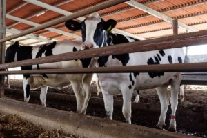 Comisia Europeană pregătește reguli pentru a transforma gunoiul de grajd și deșeurile agricole în îngrășăminte – Bruxelles-ul evită măsuri rapide, pe fondul scumpirii fertilizanților cu circa 70% față de 2024