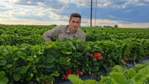 Primele căpșuni de Halmeu au ajuns pe tarabe / Frigul amenință recolta din câmp / Alex Fazekas: „Avem deja căpșuni căzuți din floare, bobul e format și în unele locuri sunt deja roz. Riscul este foarte mare acum”