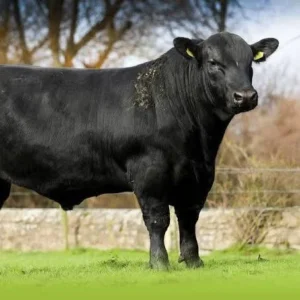 Ferma de bovine Angus de la Forăști (video)
