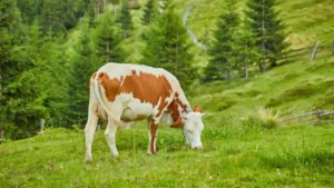 Fermierii din Bucovina se tem că vor rămâne fără piață pentru lapte după 1 august / Ei fac un apel public către procesatori și investitori