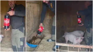 Fermierul care și-a pus porcii să bea Coca-Cola. Motivul i-a surprins pe mulți
